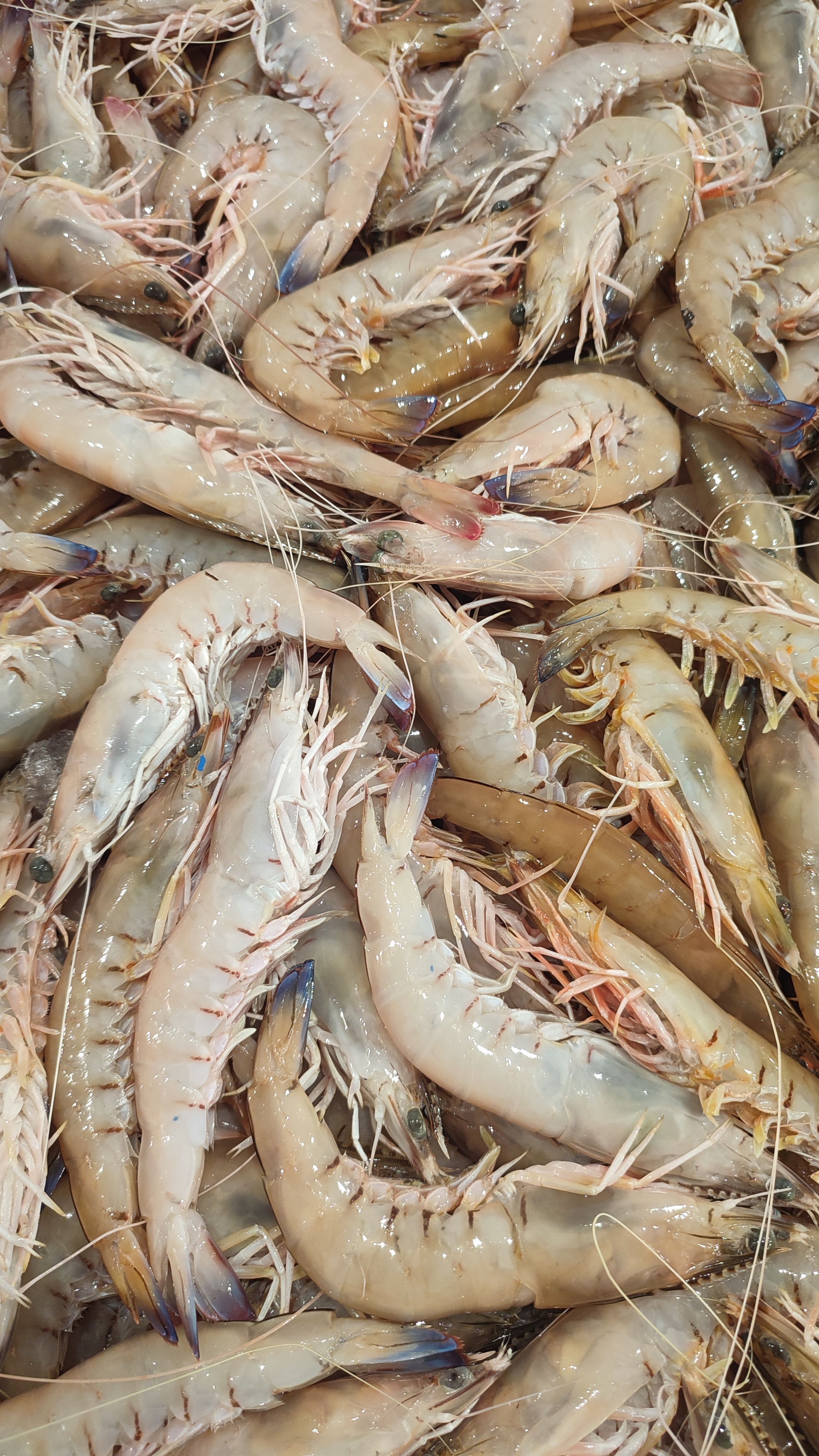 White Shrimps - جمبري عسلي